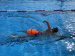 Boja do pływania Swim Secure Tow Float Elite